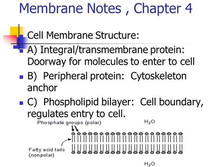 Membrane Notes, Chapter 4 Cell Membrane Structure: A) Integral/transmembrane protein: Doorway for molecules to enter to cell B) Peripheral protein: Cytoskeleton.