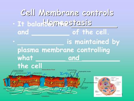 1 Cell Membrane controls Homeostasis ___________It balances the ___________ and _________ of the cell. ___________ is maintained by plasma membrane controlling.