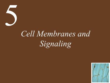 Cell Membranes and Signaling 5. Chapter 5 Cell Membranes and Signaling Key Concepts 5.1 Biological Membranes Have a Common Structure and Are Fluid 5.2.