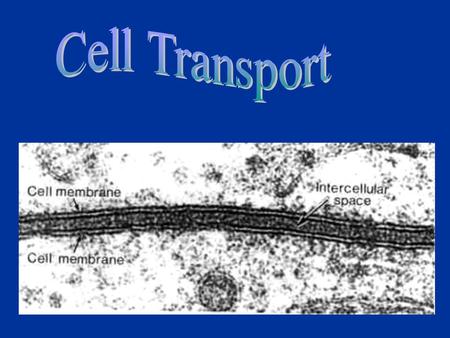Objectives 1.Describe cell membrane. 2.Explain how the processes of passive transport and active transport occur and why they are important to cells.