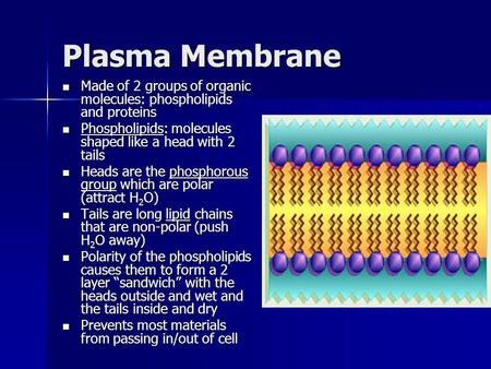 Plasma Membrane Made of 2 groups of organic molecules: phospholipids and proteins Made of 2 groups of organic molecules: phospholipids and proteins Phospholipids:
