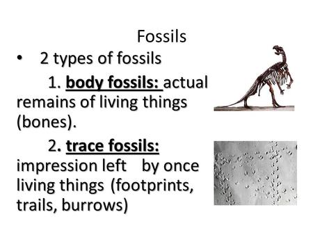 Fossils 2 types of fossils 2 types of fossils 1. body fossils: actual remains of living things (bones). 2. trace fossils: impression left by once living.