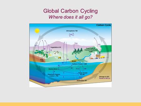 Global Carbon Cycling Where does it all go?. Main Concepts Current CO 2 levels: fluxes in and out What are C reservoirs? Natural CO 2 sources and sinks: