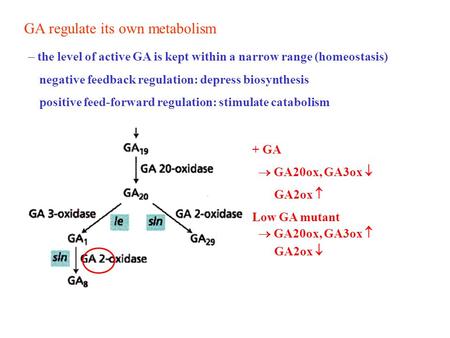 GA regulate its own metabolism  the level of active GA is kept within a narrow range (homeostasis) negative feedback regulation: depress biosynthesis.