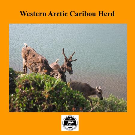 Western Arctic Caribou Herd. Population Information.