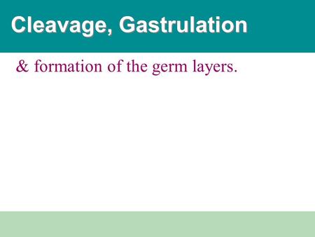 Cleavage, Gastrulation