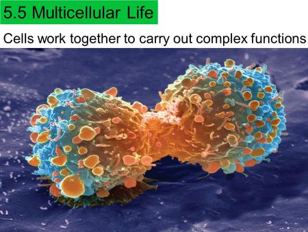 5.5 Multicellular Life Cells work together to carry out complex functions.