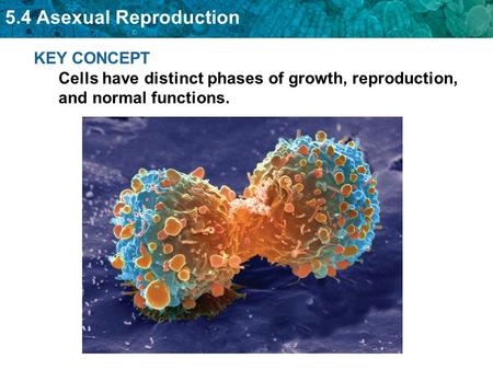 5.4 Asexual Reproduction KEY CONCEPT Cells have distinct phases of growth, reproduction, and normal functions.