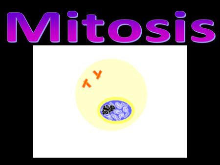What is Mitosis? Mitosis: Cell division involving somatic (non- sex) cells Involves only diploid cells End Result: Two genetically identical “daughter.