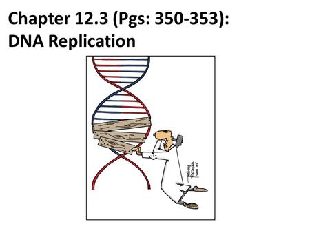 Chapter 12.3 (Pgs: 350-353): DNA Replication. The Replication Process 1.DNA separates into two strands -Accomplished by the enzyme helicase -Creates a.