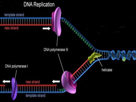 DNA Replication Replication: The process before a cell divides, it duplicates and copies its DNA. DNA  DNA Remember: Each strand can be used to make.