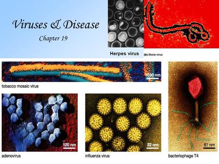 Viruses & Disease Chapter 19 Herpes virus. Virus- Latin for poison 1.A virus is a non-living particle made up of a.genetic material (DNA or RNA; NOT both)