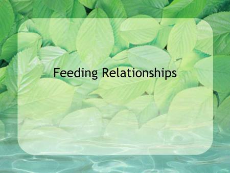 Feeding Relationships. Ecosystem An association of organisms and their physical environment, interconnected by ongoing flow of energy and a cycling of.