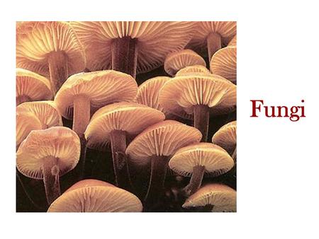 Fungi. -Found in the Domain Eukarya. -The study of fungi is Mycology. -Examples include molds, mildew, mushrooms, toadstools, rusts, baker’s yeast and.