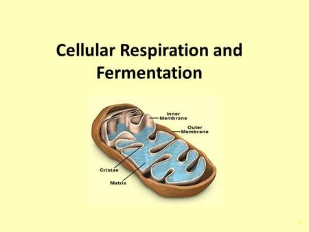 1 Cellular Respiration and Fermentation Chapter 9.