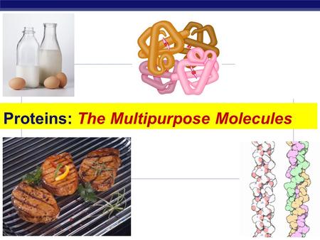 Regents Biology 2006-2007 Proteins: The Multipurpose Molecules.
