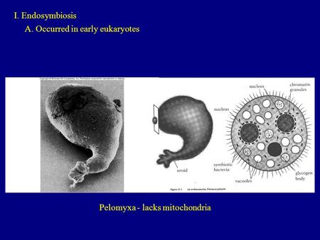 I. Endosymbiosis A. Occurred in early eukaryotes Pelomyxa - lacks mitochondria.
