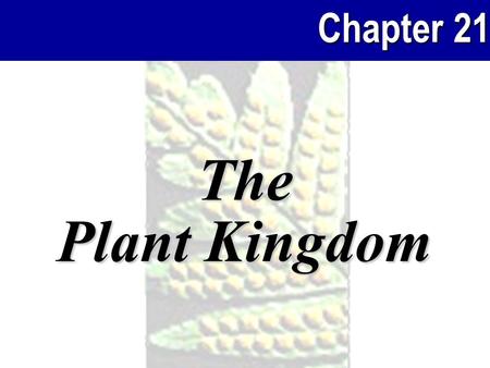 Chapter 21 The Plant Kingdom. Chapter 21 2Plants Plants and people Plants, medicines, and bioprospecting The roles of plants in the ecosystem The evolutionary.