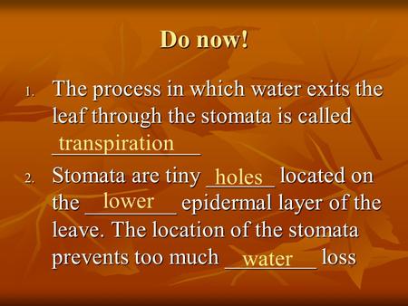 Do now! 1. The process in which water exits the leaf through the stomata is called _____________ 2. Stomata are tiny ______ located on the ________ epidermal.