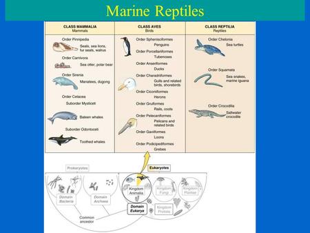 Mvtimes Tide Chart