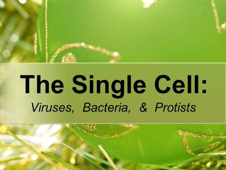 The Single Cell: Viruses, Bacteria, & Protists. Why are levels of organization important? What do you notice as the levels go from atom to organism? Once.