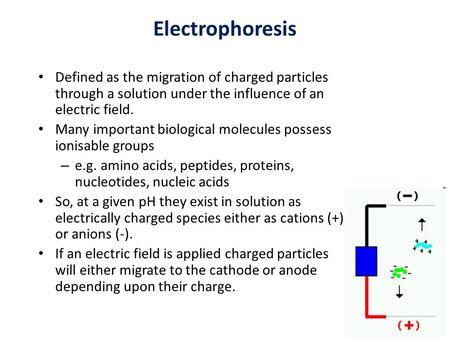 Electrophoresis Defined as the migration of charged particles through a solution under the influence of an electric field. Many important biological molecules.