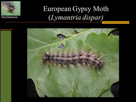 European Gypsy Moth (Lymantria dispar)