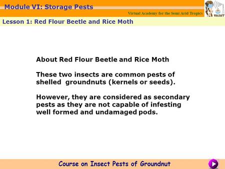 About Red Flour Beetle and Rice Moth These two insects are common pests of shelled groundnuts (kernels or seeds). However, they are considered as secondary.