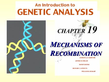 CHAPTER 19 M ECHANISMS OF R ECOMBINATION. Recombination occurs at regions of homology between chromosomes through the breakage and reunion of DNA molecules.