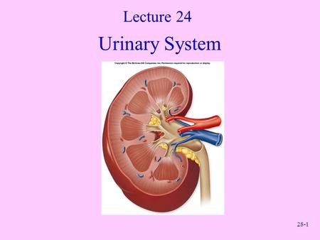 Lecture 24 Urinary System.