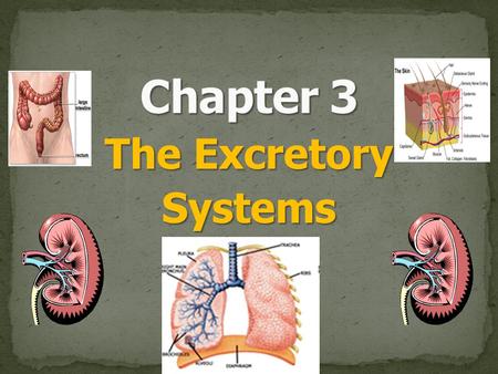 The Excretory Systems. Excretion is the process of removing metabolic wastes. StateBody Systems involved in excretion Main Organ of excretion Waste product.