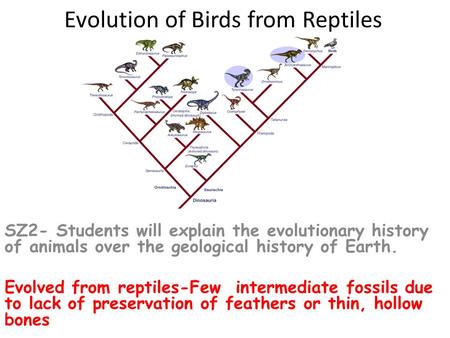Evolution of Birds from Reptiles SZ2- Students will explain the evolutionary history of animals over the geological history of Earth. Evolved from reptiles-Few.