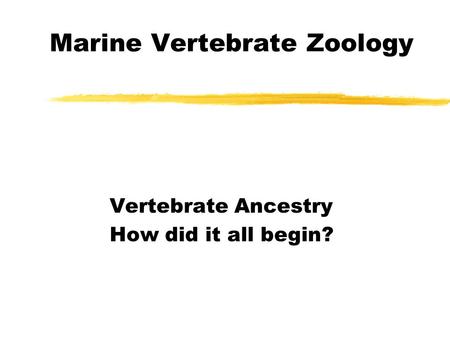 Marine Vertebrate Zoology Vertebrate Ancestry How did it all begin?