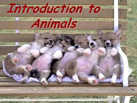 Introduction to Animals. Write the following vocabulary terms in your journals.
