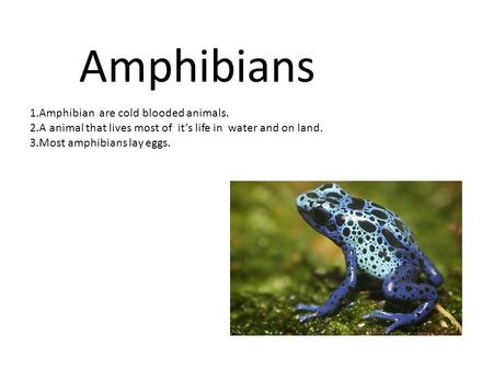 Amphibians 1.Amphibian are cold blooded animals.