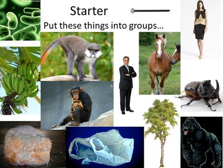 Starter Put these things into groups…. Objectives Outline how organisms are classified and what binomial naming is. Create a key for 10 organisms. Key.