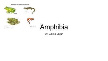 Amphibia By: Luke & Logan. Characteristics Animalia- Multicellular, Heterotrophs, Reproduce sexually, Vertebrates Phylum- Notochord(Vertebrae), Dorsal.
