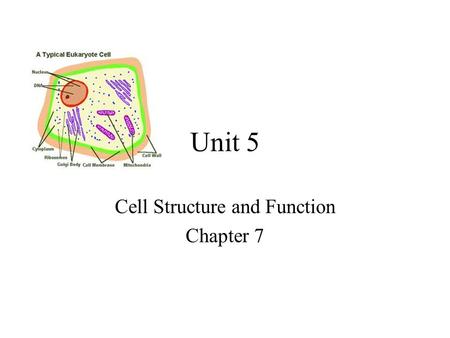 Unit 5 Cell Structure and Function Chapter 7. The Cell Theory All living things are composed of cells Basic units of structure and function in living.