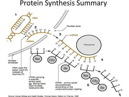 Protein Synthesis Summary. Protein Synthesis 1. The DNA double helix unwinds to expose a sequence of nitrogenous bases. (A,T,C,G) 2. A copy of one of.