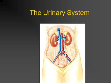 The Urinary System. Function 1.Remove nitrogenous wastes 2.Maintain electrolyte, acid-base, and fluid balance of blood 3.Homeostatic organ 4.Acts as blood.