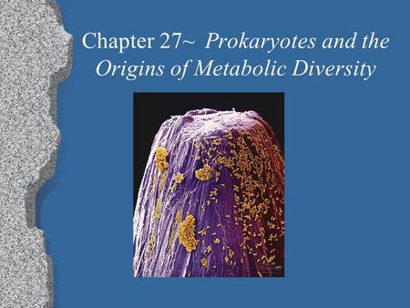 Chapter 27~Prokaryotes and the Origins of Metabolic Diversity.