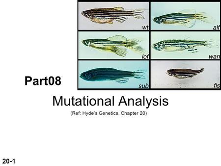 Part08 Mutational Analysis (Ref: Hyde’s Genetics, Chapter 20) 20-1.