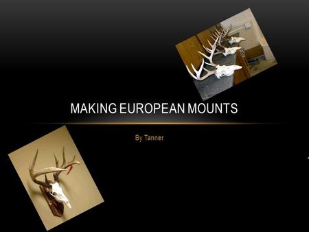 By Tanner MAKING EUROPEAN MOUNTS. WHAT ARE THEY? European mounts are a deer head boiled so that there is just the skull and antlers left.