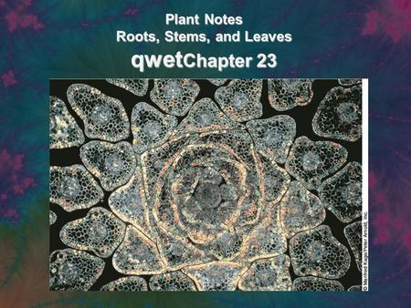 Plant Notes Roots, Stems, and Leaves qwet Chapter 23.