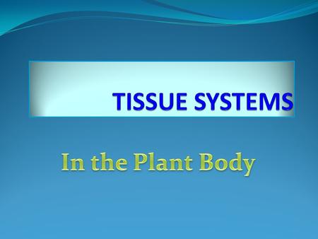 A section taken through any region of a typical plant body shows the presence of three tissue systems.