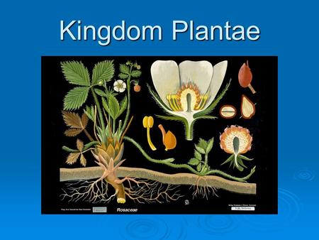 Kingdom Plantae. Basic Characteristics  Organisms within Kingdom Plantae are multicellular, eukaryotic, autotrophic and they lack mobility.  Plants.