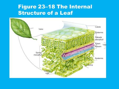 Figure 23–18 The Internal Structure of a Leaf