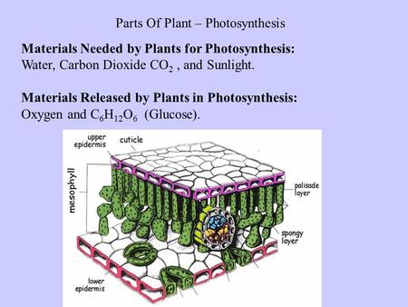 Parts Of Plant – Photosynthesis
