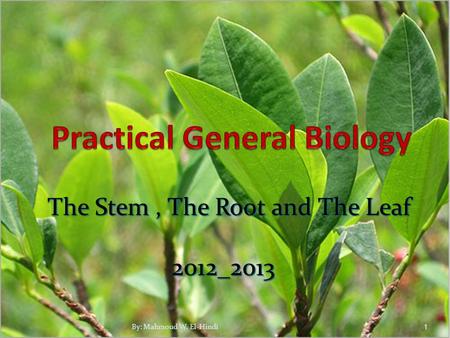 The Stem, The Root and The Leaf The Stem, The Root and The Leaf 2012_2013 1By: Mahmoud W. El-Hindi.