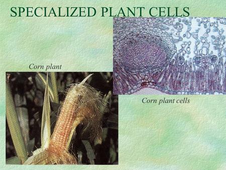 SPECIALIZED PLANT CELLS Corn plant Corn plant cells.